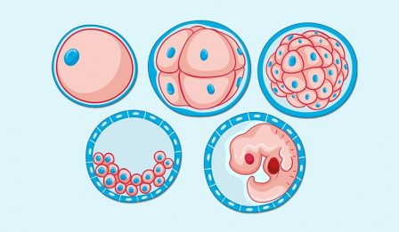 fertilization of female egg cells takes place in the