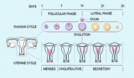 Where Does Fertilization Take Place? - Fallopian Tubes and IVF