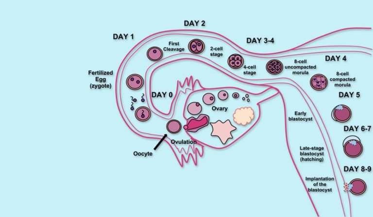 Where Does Fertilization Take Place? - Fallopian Tubes and IVF