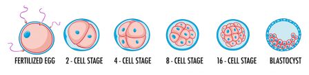 Embryo Grading - Quality Chart and IVF Success Rates