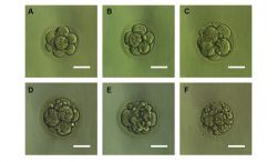 Embryo Grading - Quality Chart And IVF Success Rates