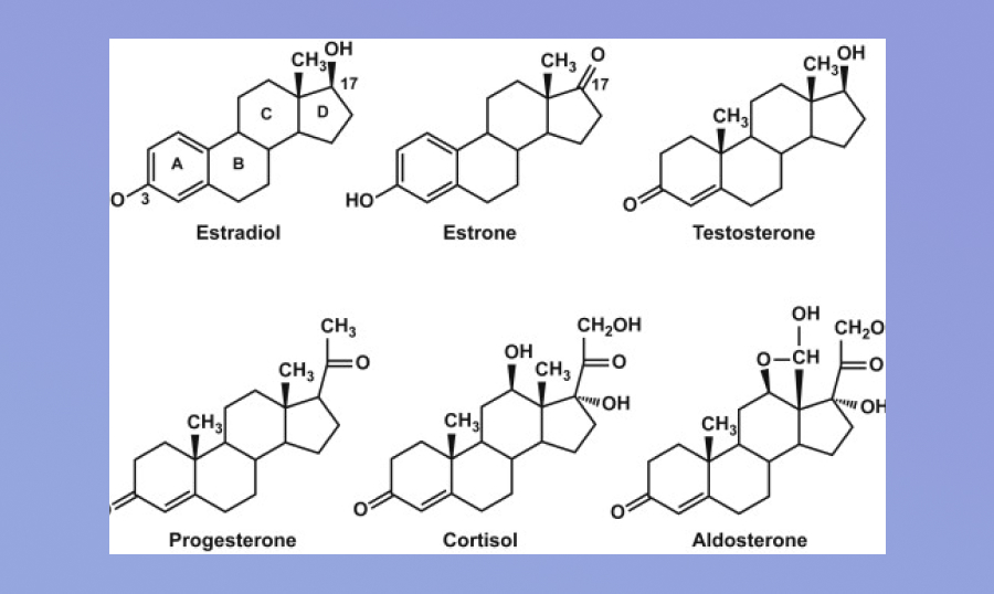 estradiol, estrone, testosterone, progesterone, cortisol, aldosterone images